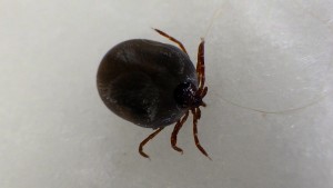 RIMG0661